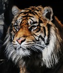 Sumatran tiger 